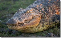 Nile Crocodile (Crocodylus niloticus), Chobe National Park, Botswana