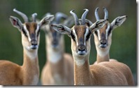 Soemmerring's Gazelle (Nanger soemmerringii) males and females