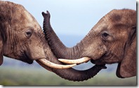 Elephants (Loxodonta africana), Addo National Park, South Africa