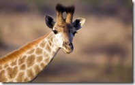 Young giraffe (Giraffa camelopardalis), Ithala (Ntshondwe) Game Reserve, KwaZulu Natal, South Africa