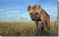 Spotted hyena adolescent, Maasai Mara, Kenya