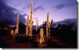 Saguaro cacti decorated with Christmas lights, Sonoran Desert, Tucson, Arizona, USA