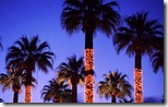 Palm trees decorated with lights, Palm Springs, California, USA