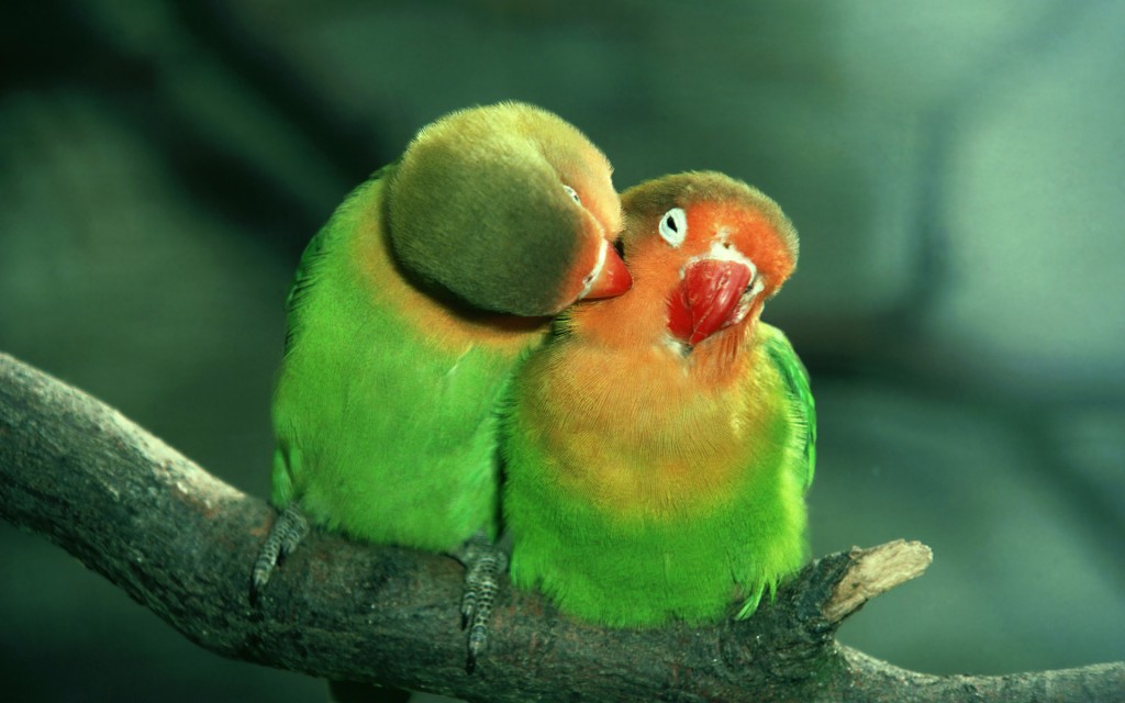 Lovebirds, wildlife park, England