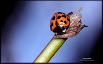 Summer Ladybug