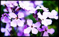 Purple Flowers