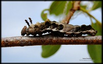 Caterpillar