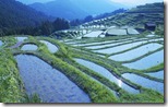 段々畑 (Rice paddy, Mie prefecture, Japan)