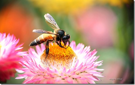 Bee