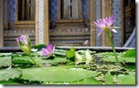 Water Lily